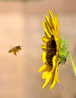 Bee and Sun Flower