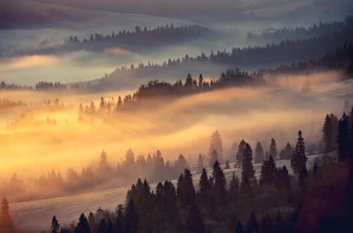 Forest in mist