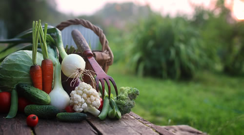 The garden harvest.