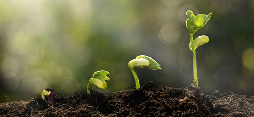 Young Plants Growing