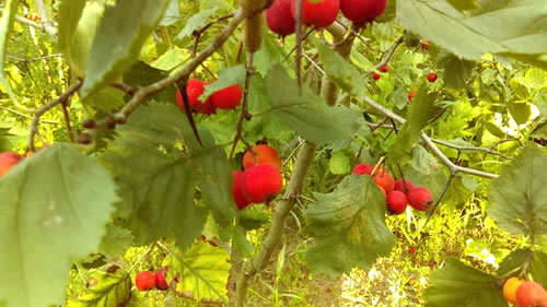 Fruit Tree