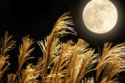 Harvest Moon