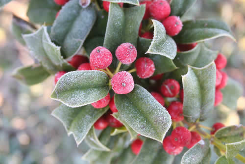 A Holly Branch.