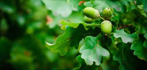 Acorn oak leaf...