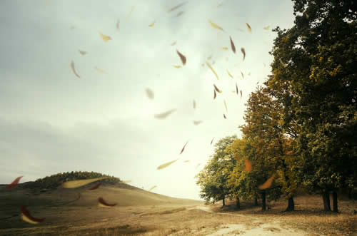 Wind blown leaves