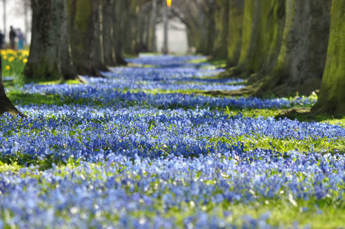 Blue Flowers