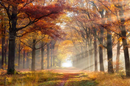 Autumn Forest Scene