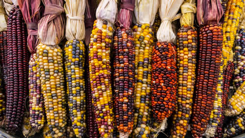 Indian Corn