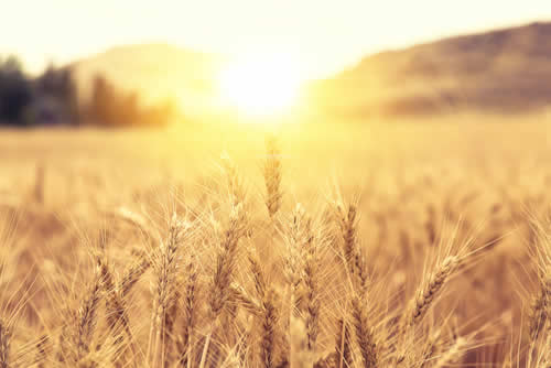 sunrise on wheat field 