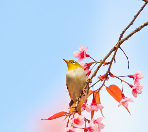 Brid on a cherry blossom branch