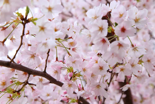 Cherry Blossoms