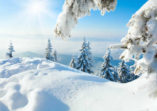 Winter fir trees  covered with snow