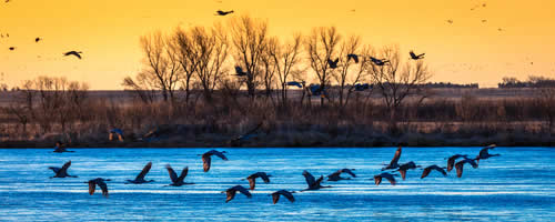 sandhill cranes