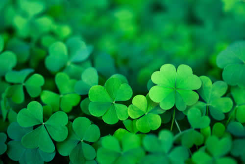 Four Leafed Clover