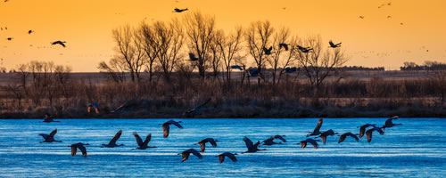 Sandhill Cranes