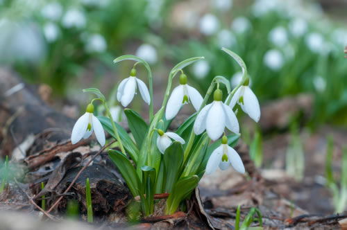 Snowdrops