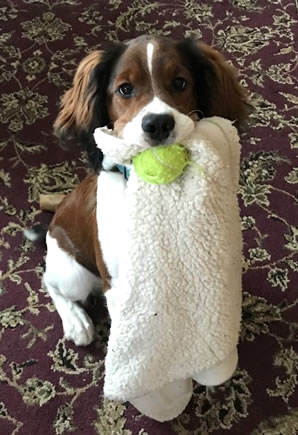 Dog with ball in mouth.