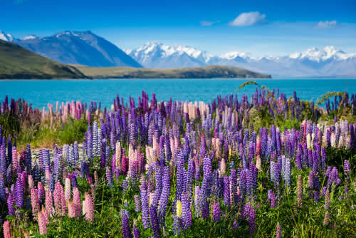 Spring flowers with lake