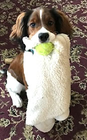 My dog Harry with his ball