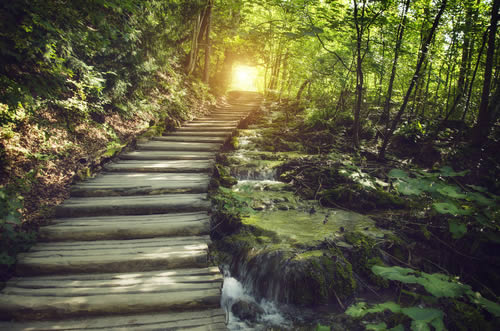 Path through woods