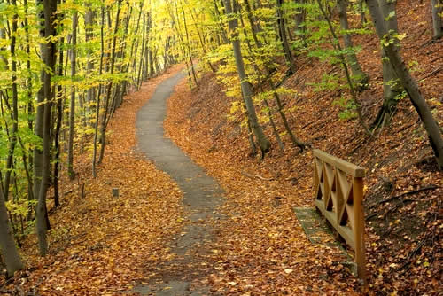 Woodland path