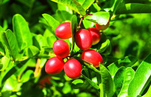 A Miracle Fruit Tree