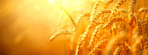 A Wheat Field