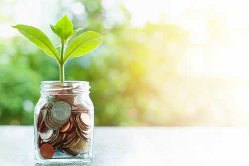 Plant growing in far of coins