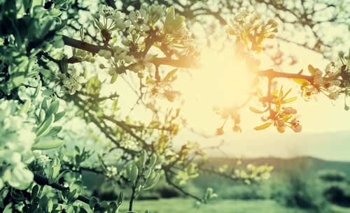 Sun through blossoms