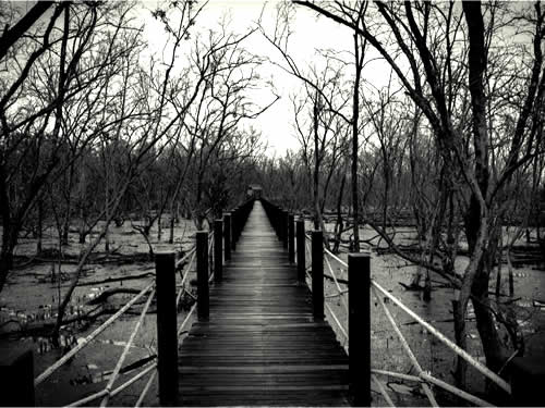 Wooden Bridge