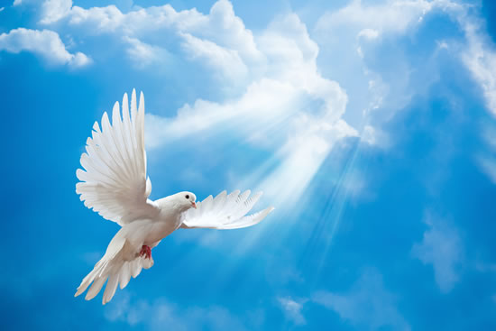 Peace Dove