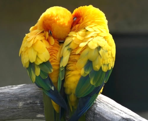 Love Birds