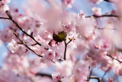 Close up cherry blossoms