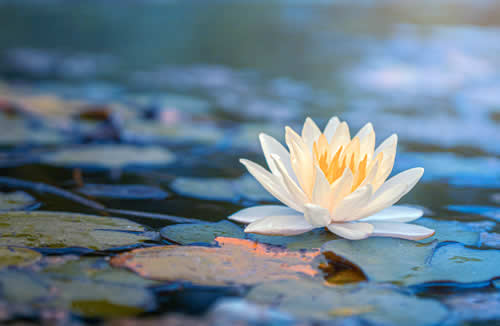 A Lotus flower