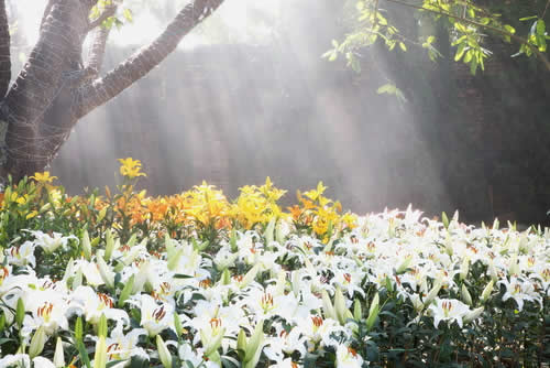 Field of Lillies