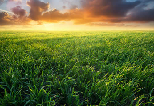 Field of Grass and Sun rize.