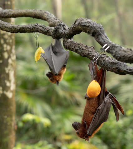 Bat polinators