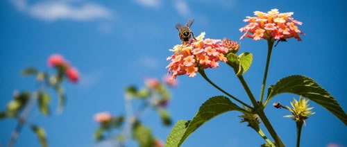 Bee on flower