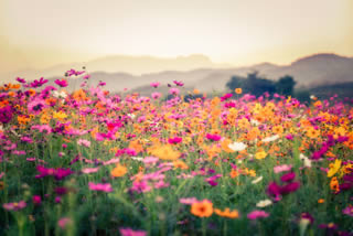 Field of Flowers