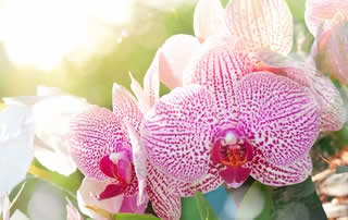 Orchid