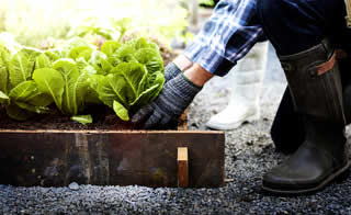 Gardener working in garden