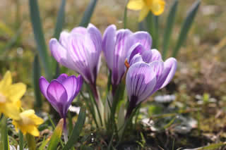 Spring Flowers