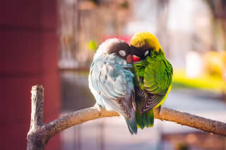 Lovebirds-2