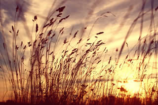 prairie grass at sunset