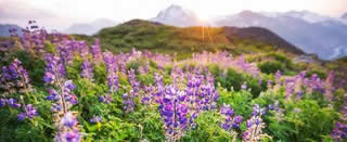 Image of field of flowers