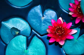 a read lotus flower