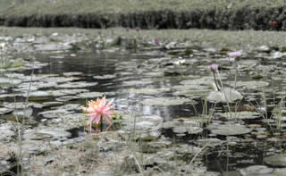 Lotus in a muddy field