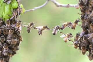 A bee bridge