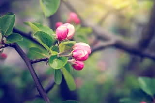 budding tree branch