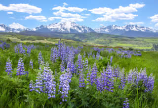 mountain field of flowers